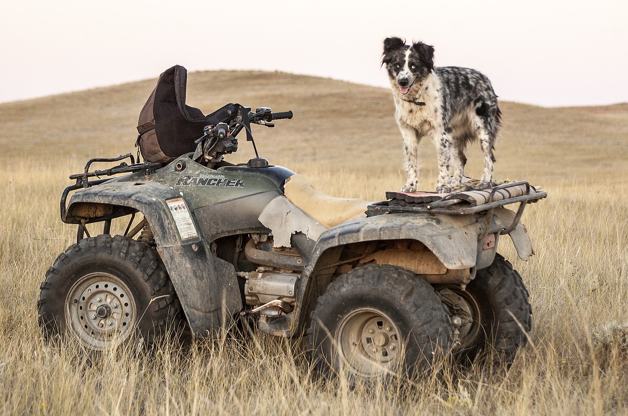 A dog standing on a forwheeler